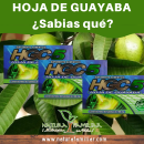 17 Beneficios de las hojas de guayaba